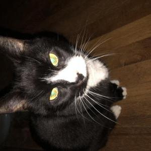 Lost Cat Autumn