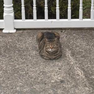 Lost Cat Sasha