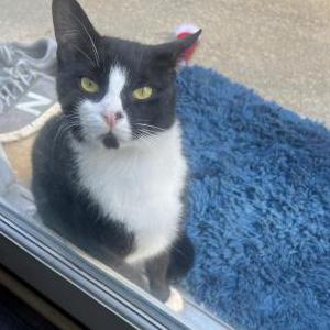 Found Cat Unknown