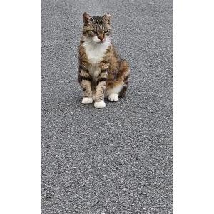 Lost Cat Silver