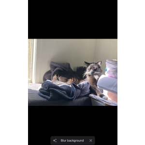 Lost Cat Raysun