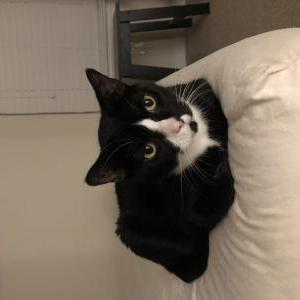 Lost Cat Felix