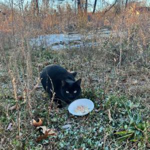 Found Cat unknown
