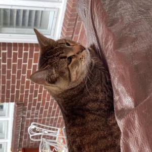 Image of Tuffy, Lost Cat