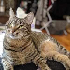 Lost Cat Ophelia
