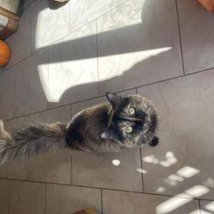 Lost Cat Clover