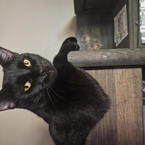 Lost Cat Oliver