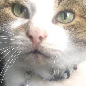 Image of Tess, Lost Cat