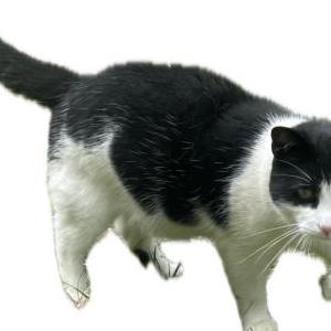 Lost Cat Tor