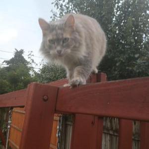 Lost Cat Bubbles