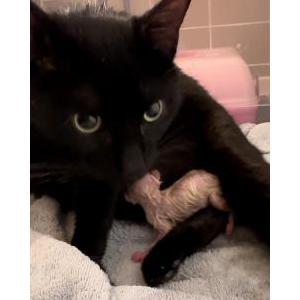 Image of Mama, Lost Cat