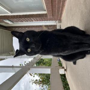 Lost Cat Gigi