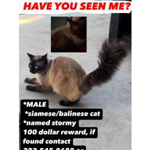 Lost Cat Stormy