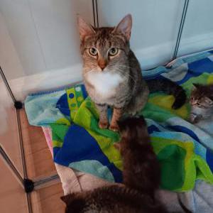 Lost Cat Little Bit