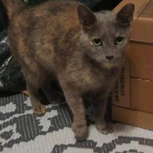 Found Cat Unknown