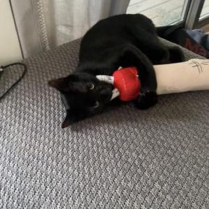 Lost Cat Pepe
