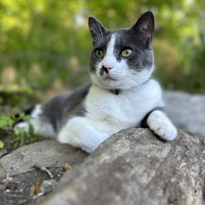 Image of Alex, Lost Cat