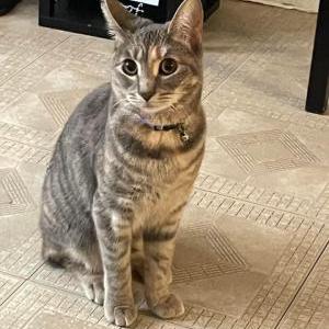 Lost Cat Mimi