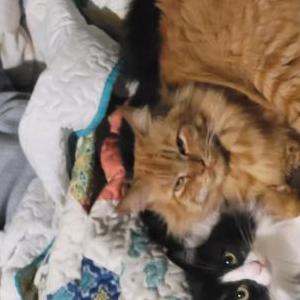 Lost Cat Sunny