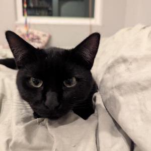 Found Cat Unknown