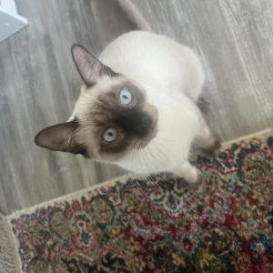 Lost Cat Lebron