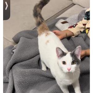 Found Cat Unknown