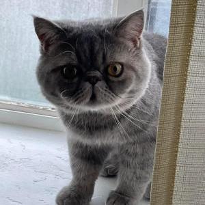 Lost Cat Smokey