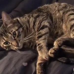 Lost Cat Jellybean