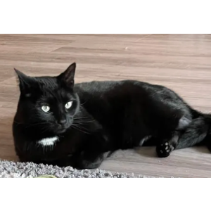 Lost Cat Van Gogh