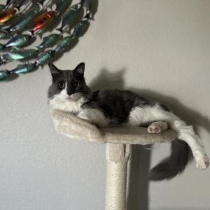Image of Rocco, Lost Cat