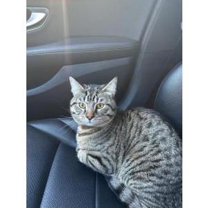 Lost Cat Xeno