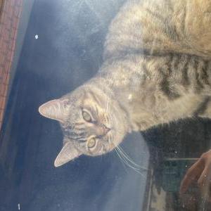 Found Cat Unknown