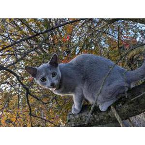 Lost Cat Dashi