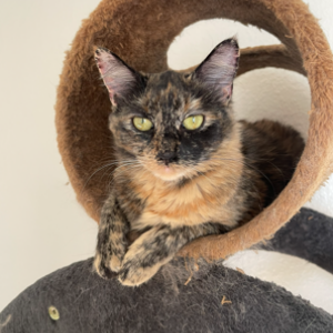 Lost Cat Reeese