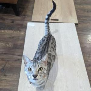 2nd Image of Legolas, Lost Cat