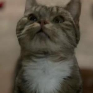 Found Cat Unknown