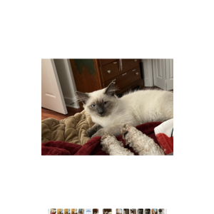 Lost Cat Missy
