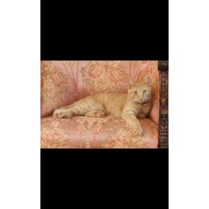 Lost Cat Cheese