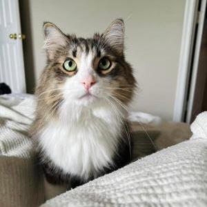 Lost Cat Beast