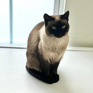 Lost Cat Ankha