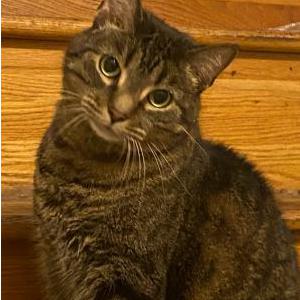 Lost Cat Snickers