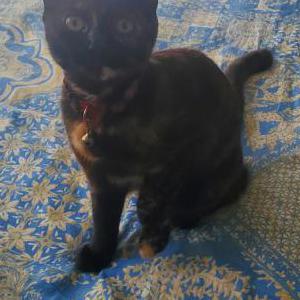 Found Cat Unknown