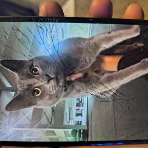 Lost Cat Goose