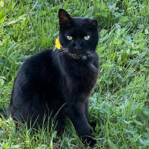 Lost Cat Spooky