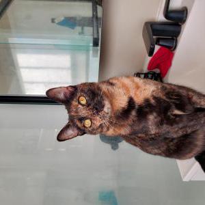 Lost Cat Sofi