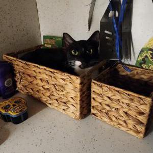 Lost Cat Sophie