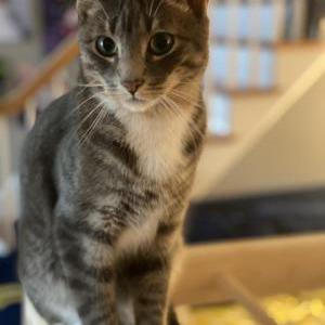 Lost Cat Charlie