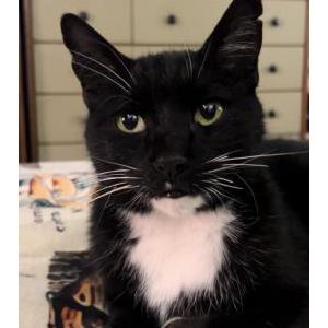 Lost Cat Figaro