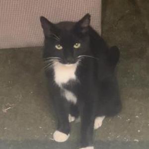 2nd Image of Figaro, Lost Cat