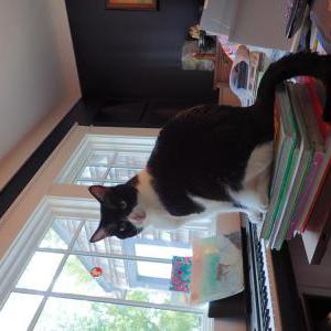 Lost Cat Charlie